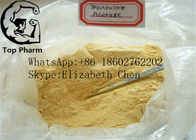 Tren Ace Fat Loss / Build Muscle Steroids Trenbolone Acetate CAS 10161-34-9  White powder  99%purity