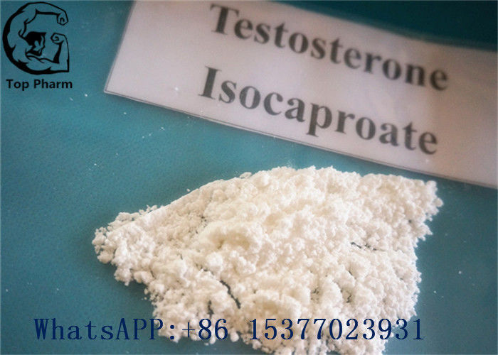 Muscles Increasing Raw Test Powder , Testosterone Isocaproate 15262-86-9 white powder